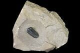 Acastoides Trilobite - Foum Zguid, Morocco #125202-1